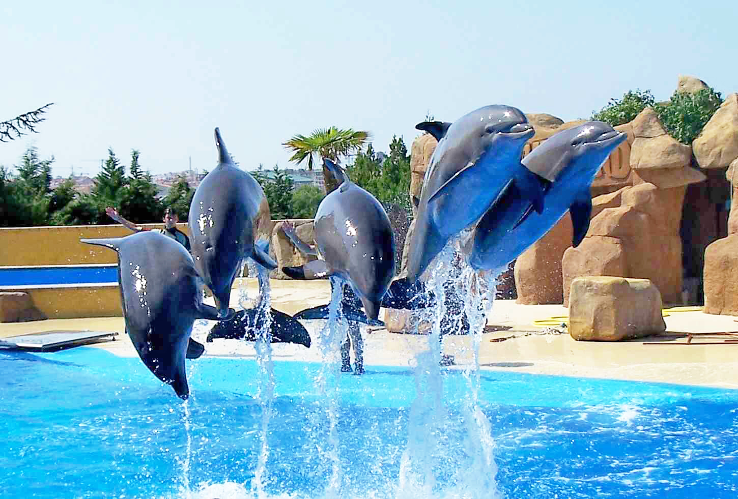 Dolphin Tour